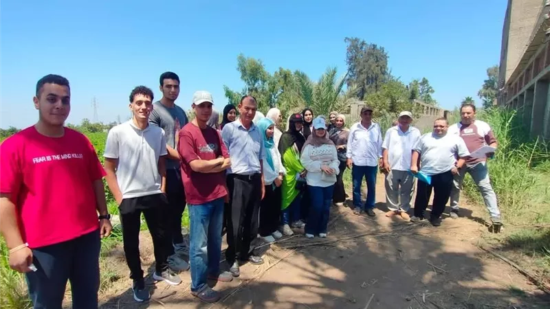 القطن في المنزلة تحت المجهر.. توصيات إرشادية لرفع الإنتاجية وتحسين جودة المحصول
