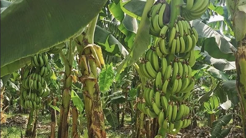 زراعة الموز من البداية للحصاد.. روشتة متكاملة لرفع الإنتاج وحماية المحصول من الآفات