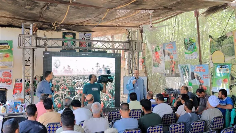 زراعة الأقصر: التشخيص المبكر أساس مكافحة حافرة الطماطم وحماية المحاصيل