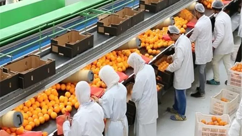 التصنيع الزراعي.. بوابة جديدة لتعميق الشراكة المصرية الصينية