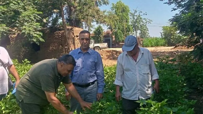 زراعة المنوفية تكثف المرور الميداني على زراعات القطن والمصائد بمركز الشهداء