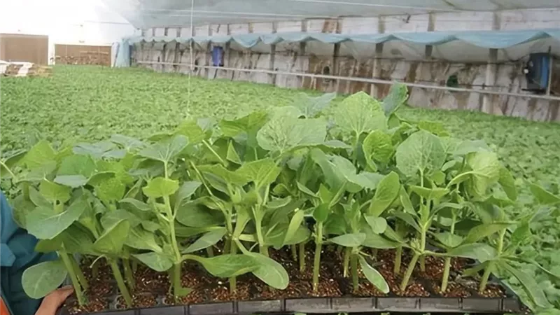 الزراعة المبكرة.. سر الحصول على محصول قوي وإنتاجية أعلى