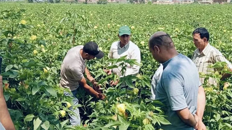 يوم حقل بمحصول القطن في كفر الشيخ.. توصيات فنية لتحسين التزهير والعقد وزيادة الإنتاجية