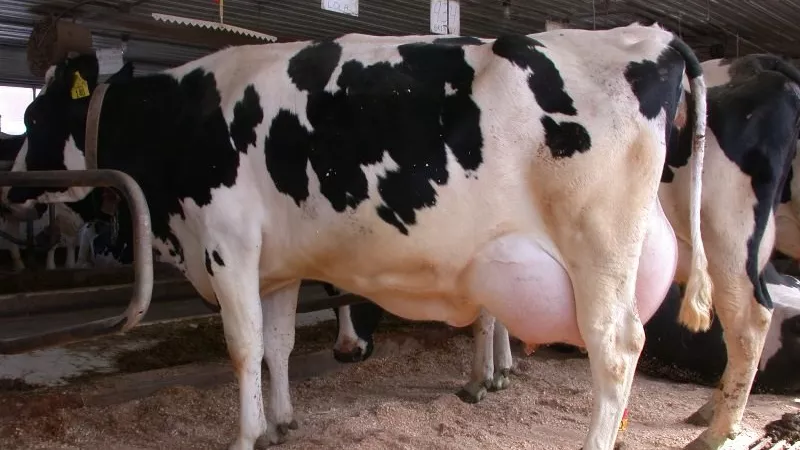 مصر تسجل 7 ملايين طن ألبان طازجة وتستكمل تطوير 305 مراكز تجميع