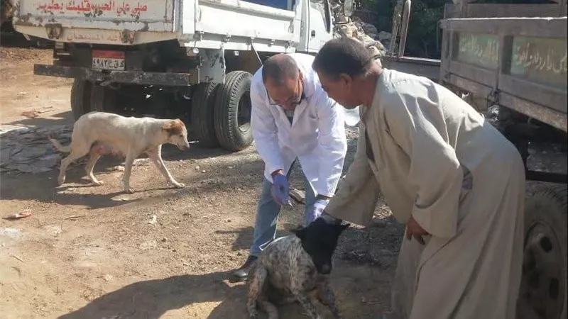 بيطري سوهاج يواصل جهود مكافحة السعار.. تحصين 6 كلاب حرة وتنظيم ندوة توعوية بأولاد عزاز