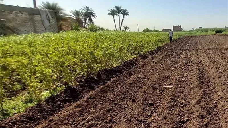 أسيوط تتوسع في الأعلاف الخضراء الحديثة.. دعم لصغار المربين وخفض تكاليف الإنتاج