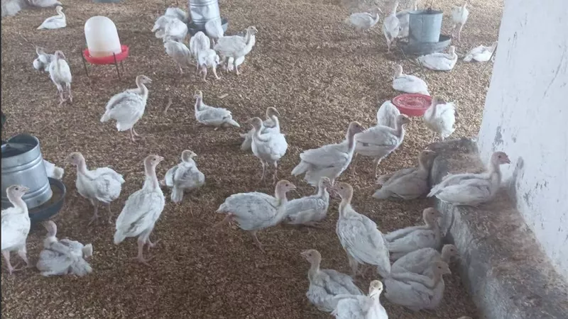 رومي فرنسي يزن 28 كجم في 150 يومًا.. متابعة مكثفة لمزارع الإنتاج الداجني بالمنوفية