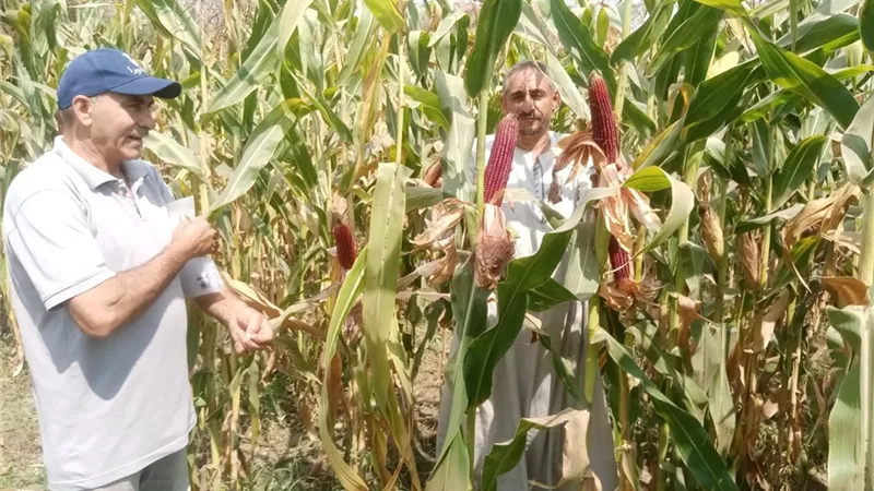 الزراعة تنفذ يوم حقل إرشادي وتجربة حصاد للذرة بالغربية وتقدم توصيات للمزارعين