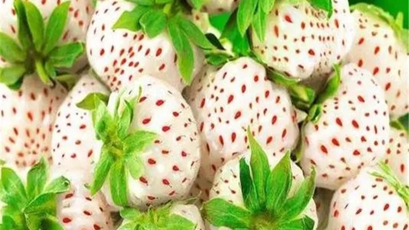 الفراولة البيضاء.. فرصة زراعية واعدة لتنويع الإنتاج وتعزيز الصادرات المصرية