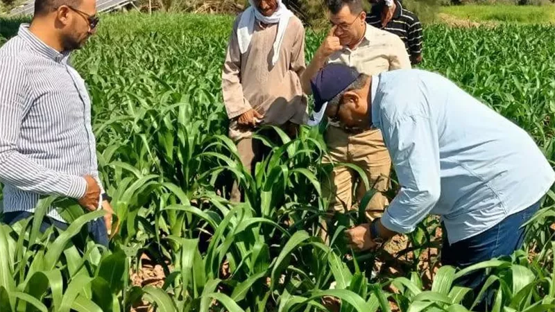 الحملة القومية للذرة الشامية تتابع الحقول الإرشادية بمركز الخارجة
