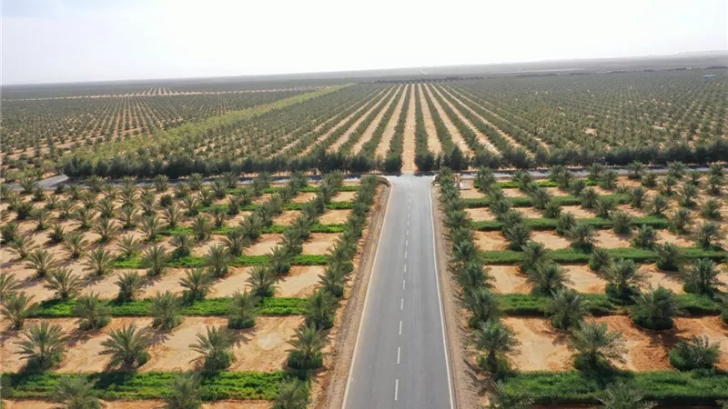 تنمية توشكى.. مشروع قومي يعيد رسم خريطة الزراعة والعمران في جنوب مصر