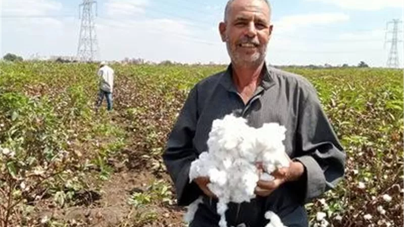 وكيل زراعة كفر الشيخ يتفقد زراعات القطن والأرز ويشدد على حماية الأراضي الزراعية