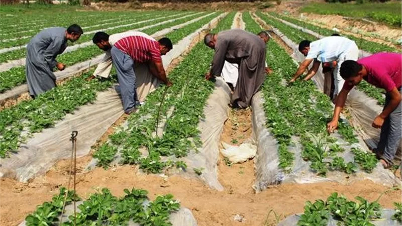 25 فرصة عمل في القطاع الزراعي بالدقهلية.. رواتب تصل لـ17 ألف جنيه
