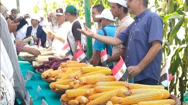من قلب محطة سخا.. أصناف أرز وذرة واعدة لمواجهة التغيرات المناخية وتعزيز الأمن الغذائي المصري