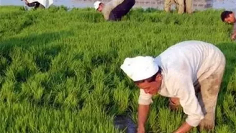 مقترح حكومي لتحويل القرى المصرية إلى مجمعات صناعية زراعية تدعم الاقتصاد الأخضر