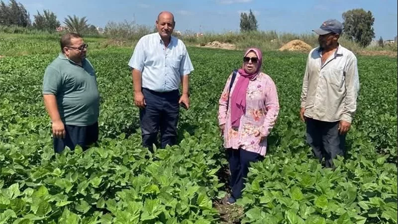 إرشاد زراعي عاجل لمزارعي بلقاس.. تحذيرات مهمة بشأن ري الأرز والذرة ومكافحة دودة الحشد