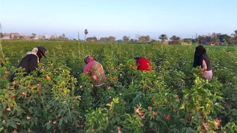 القطن المصري في اختبار جديد بالفيوم.. جني التجربة الإرشادية ومتابعة إنتاجية وجودة 3 أصناف