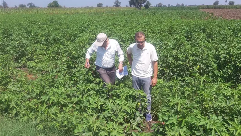 جولات ميدانية مكثفة بقلين وفوه لمتابعة الزراعات الصيفية وصرف الأسمدة