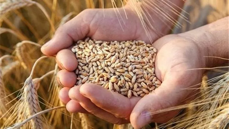 اتحاد الفلاحين يرفض زيادة الـ150 جنيهًا في سعر توريد القمح ويطالب برفع الأردب إلى 3000 جنيه
