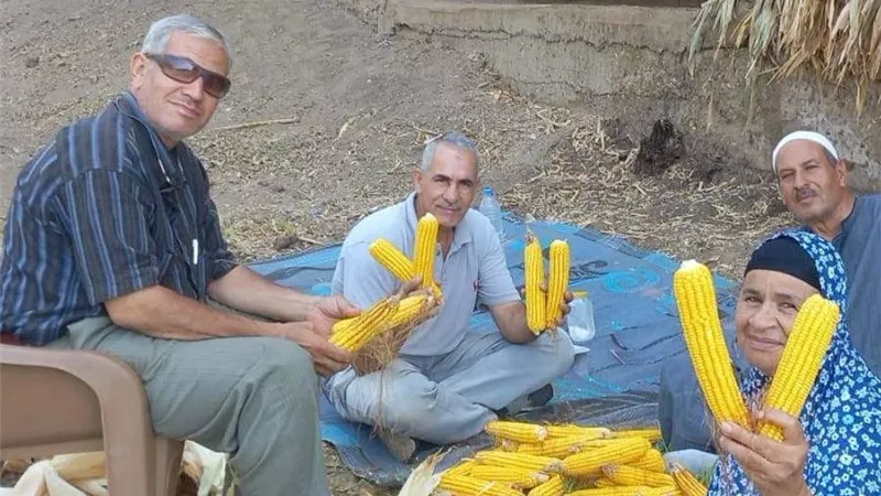 حصاد مبشر لحقول الذرة بالمنوفية.. الإرشاد الزراعي يكثف جهود ترشيد مياه الري ومواجهة دودة الحشد