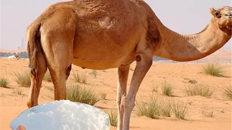 لماذا يصعب تصنيع الجبن من حليب الإبل؟.. خبير يوضح خطوات التصنيع ومواصفات المنتج النهائي