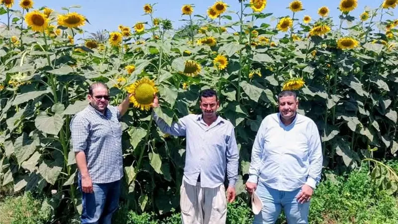يوم حقل لمحصول دوار الشمس الزيتي بشندويل.. توصيات زراعية لمواجهة التغيرات المناخية