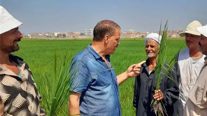 يوم حقل لمحصول الأرز بجنوب بورسعيد ضمن برنامج ترشيد استخدام المياه