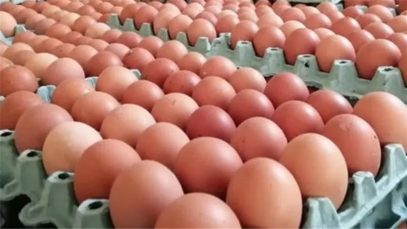رئيس شعبة بيض المائدة: البيض لا يفسد بسبب حرارة الصيف طالما لم يُكسر أو يُغسل