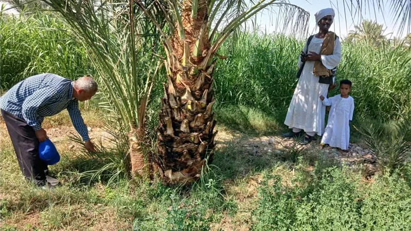 زراعة الأقصر تواصل حملاتها لفحص المحاصيل ومكافحة سوسة النخيل الحمراء