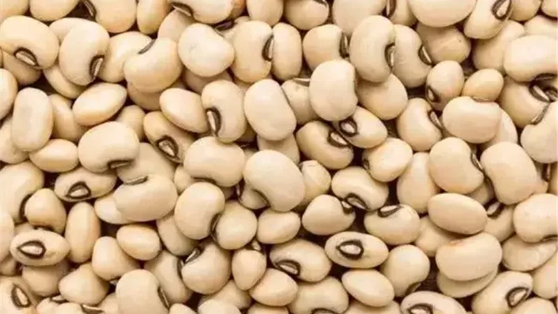 اللوبيا المصرية تتحدى تغير المناخ.. صنف جديد يتحمل الحرارة والجفاف