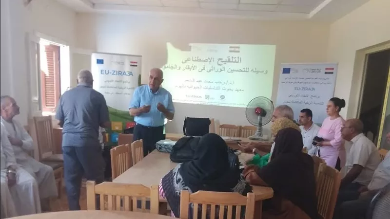 التلقيح الاصطناعي يرفع إنتاجية الماشية.. ندوة إرشادية لمربي الأبقار والجاموس ببني سويف