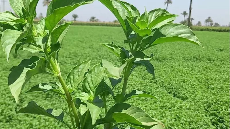 ريحان سمسطا.. زراعة متوارثة تتحول إلى صناعة وتصدير وتطالب بمزيد من الدعم