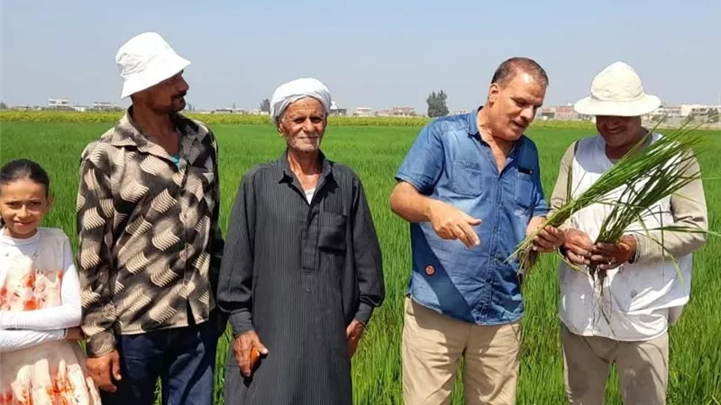 يوم حقل للأرز بجنوب بورسعيد ضمن مشروع ترشيد استخدام مياه الري 