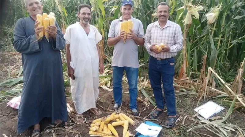 الإرشاد الزراعي يحصد الذرة الشامية بالمنوفية.. توصيات لزيادة الإنتاج وحماية المحصول