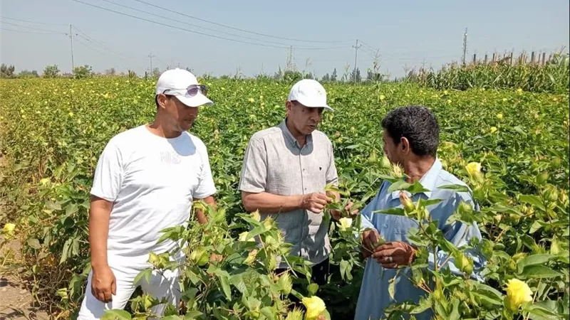 زراعة كفر الشيخ تتحرك في الحامول.. متابعة القطن والأرز والتصدي الفوري لتعديات الأراضي الزراعية