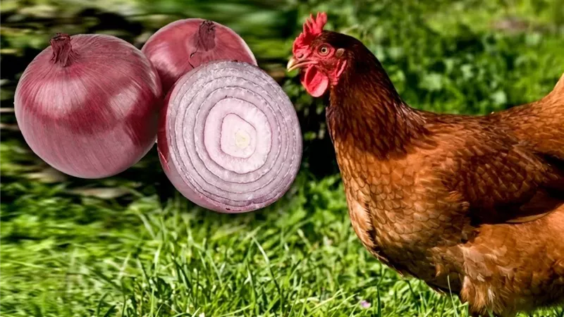 البصل في تغذية الدواجن.. 5 فوائد لدعم المناعة وتحسين الهضم والإنتاج