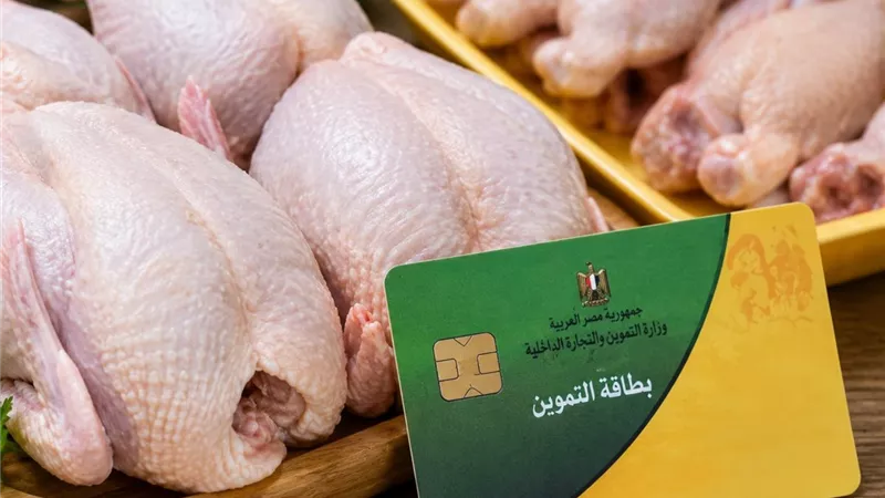 فجوة الأسعار تشعل أزمة الدواجن.. مقترح جديد لخفضها 25% عبر منافذ التموين