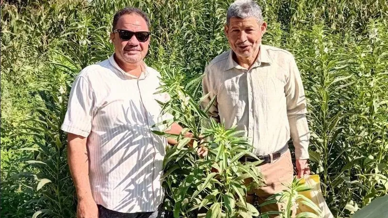 زراعة المنوفية في الحقول.. توصيات عاجلة لمزارعي السمسم بالسادات لرفع الإنتاج وحماية المحصول