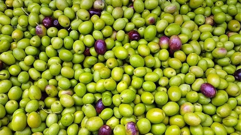 نصف مليون طن عجزًا.. كيف تدفع أزمة زيت الزيتون في إسبانيا للجوء إلى دول شمال أفريقيا؟