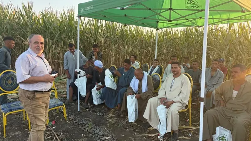 يوم حصاد بأحد الحقول الإرشادية للذرة الشامية بمركز ناصر في بني سويف