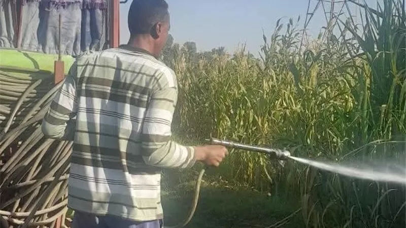 حملات مكبرة لزراعة الأقصر لمواجهة الحشرة القشرية الرخوة في حقول القصب