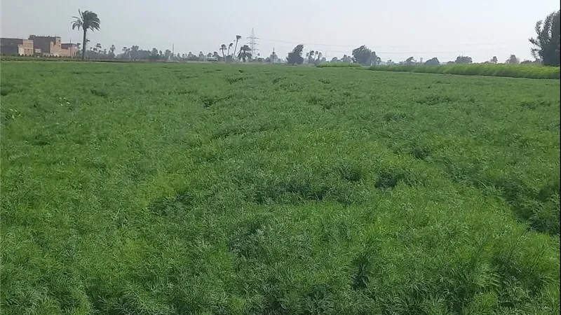 زراعة وإنتاج الشبت.. تعرف على مواعيد الزراعة ومعدلات التقاوي والتسميد