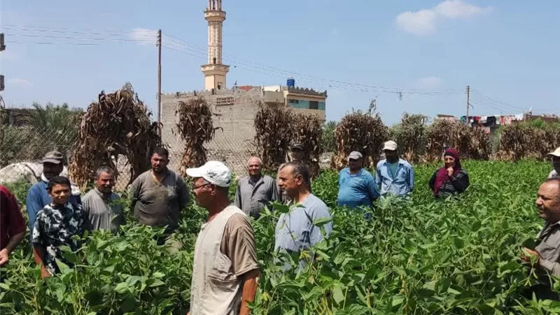مدرسة حقلية لفول الصويا بالدقهلية ضمن مشروع إدارة مياه دلتا النيل