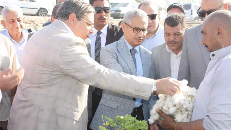 افتتاح موسم جنى القطن بحقول بني سويف