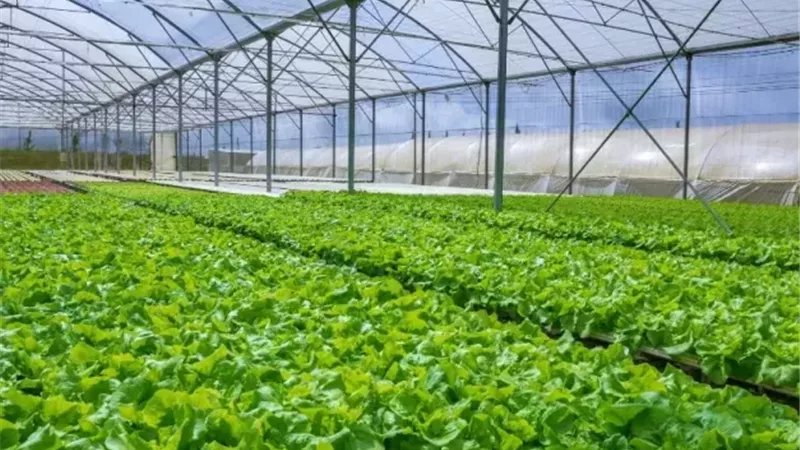 الابتكار الزراعي في مواجهة التغيرات المناخية.. مبادرات جديدة من أكاديمية البحث العلمي