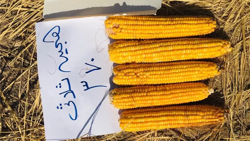  حصاد الذرة الشامية في نجع حمادي.. تجربة 4 هجن ثلاثية تكشف نتائج مبشرة