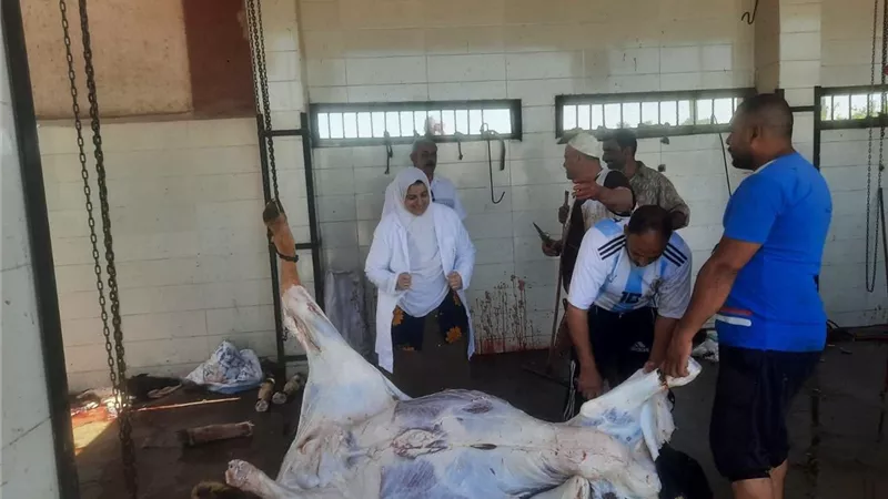 بيطري القليوبية: ذبح 9201 رأس ماشية وفحص 21.8 طن لحوم وضبط 28.1 طن منتجات مخالفة خلال أغسطس