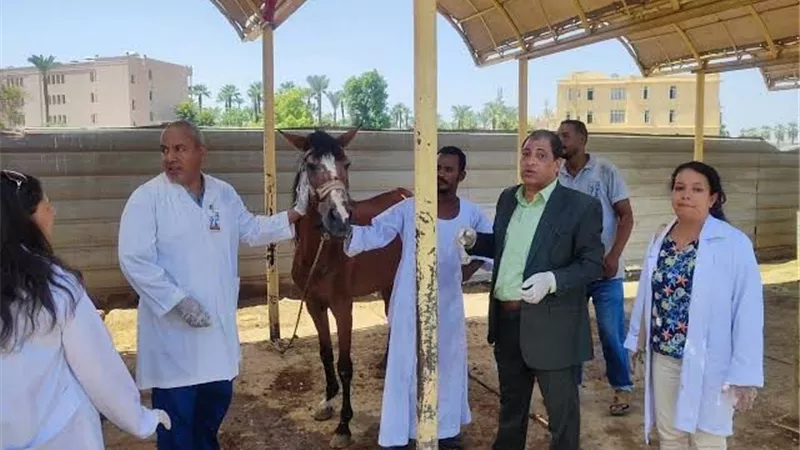 تحت رعاية رئيس الجمهورية.. استعدادات بيطرية مكثفة لخيول الهرم قبل انطلاق بطولة العالم للفروسية 2026