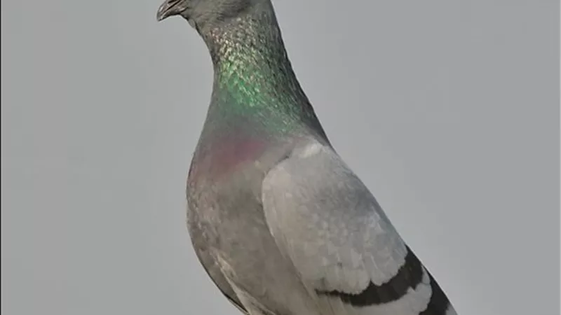 الفلفل الأسود للحمام.. هل يساعد على تنشيط الطيور وتحسين الإنتاج؟