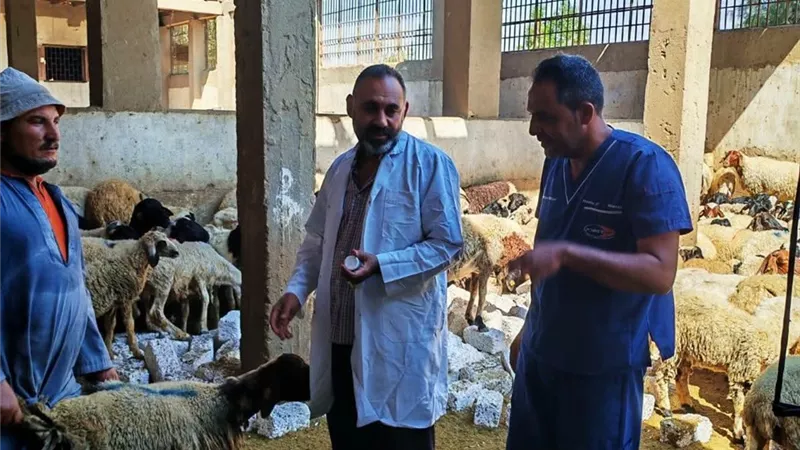 بيطري المنيا: تحصين 41 ألفًا و979 رأس ماشية خلال الأسبوع الأول من حملة مكافحة الحمى القلاعية